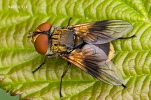 Ectophasia crassipennis (3)